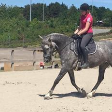 Anden særlig race Antares