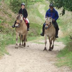 Fjordhest LINDEGAARDS ZARINA