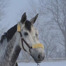 Anden særlig race Bjøslevgaards Santana