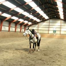 Anden særlig race Bjøslevgaards Santana