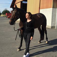 Dansk Varmblod Stutteri.dk Air Force One