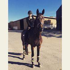 Dansk Varmblod Stutteri.dk Air Force One