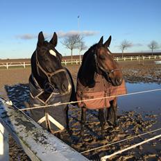 Dansk Varmblod Stutteri.dk Air Force One