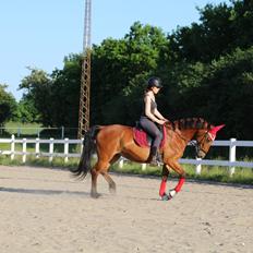 Anden særlig race Cindy