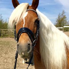 Haflinger Juliane à Rosendal