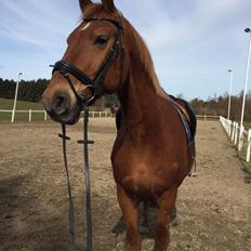 Frederiksborg Felix landlyst "aflivet"