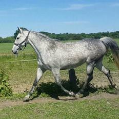 Oldenborg Mølgaards Hilleray