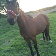 Anden særlig race Darling 