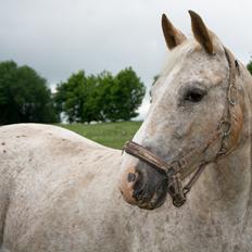 Anden særlig race Athene