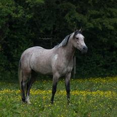 DSP CharlottenBorgs Pegasus