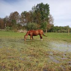 Anden særlig race Sonny Boy