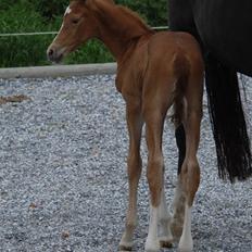 Dansk Varmblod Søgaards Miss Vega