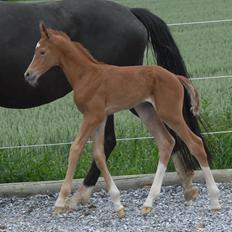 Dansk Varmblod Søgaards Miss Vega