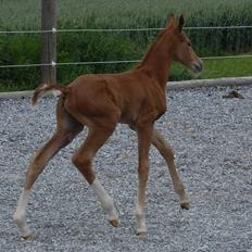 Dansk Varmblod Søgaards Miss Vega