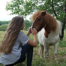 Anden særlig race Buller