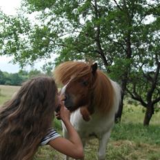 Anden særlig race Buller