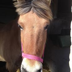 Anden særlig race Mille