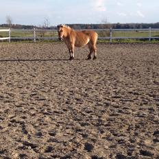 Anden særlig race Mille