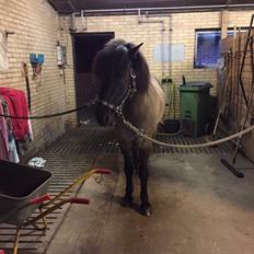 Islænder Þór frá tjörn