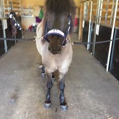 Islænder Þór frá tjörn