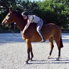 Dansk Varmblod corsicana *knold*