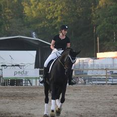 Trakehner | Linduc af Romeo