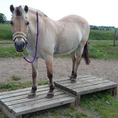 Fjordhest Emma  (himmelhest) 