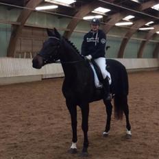 Dansk Varmblod Bjerresmindes Felippa