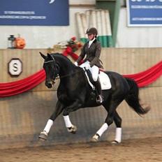 Dansk Varmblod Bjerresmindes Felippa