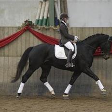 Dansk Varmblod Bjerresmindes Felippa