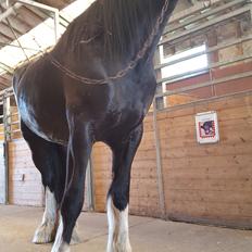 Shire Norcliffe Unique