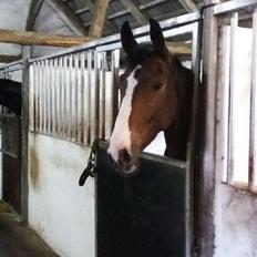 Hannoveraner Cabajera