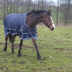 Hannoveraner Cabajera