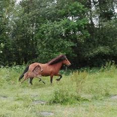 Islænder Draumey fra Stutteri Gypsie