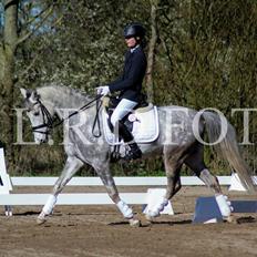DSP Starhorse Charleston