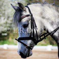 DSP Starhorse Charleston