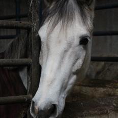 DSP Starhorse Charleston