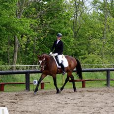 Dansk Varmblod Parvenu