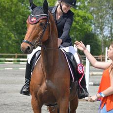 Dansk Varmblod Schiva