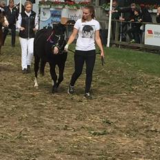 Welsh Mountain (sec A) SOLGT *  Bjerregårds balder avlshingst