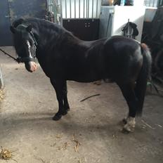 Welsh Mountain (sec A) SOLGT *  Bjerregårds balder avlshingst