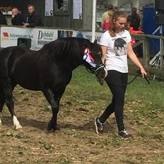 Welsh Mountain (sec A) SOLGT *  Bjerregårds balder avlshingst