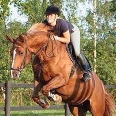 Dansk Varmblod Me Too