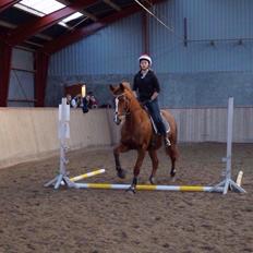 Dansk Varmblod Me Too