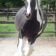 Drumhorse Pride of the Clydes