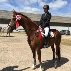 Anden særlig race Skovlunds Lacoste 