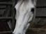 DSP Starhorse Charleston
