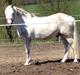 Welsh Pony af Cob-type (sec C) Edelweis misty