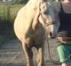 Palomino Luna (SOLGT)