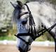 DSP Starhorse Charleston
